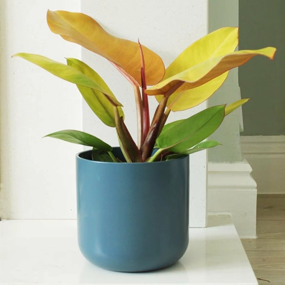 Philodendron 'Prince Of Orange' 3 Philodendron 'Prince Of Orange'