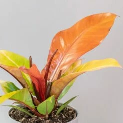 Philodendron 'Prince Of Orange' 10 Philodendron 'Prince Of Orange' -plant store pl2000035844 card4 lg