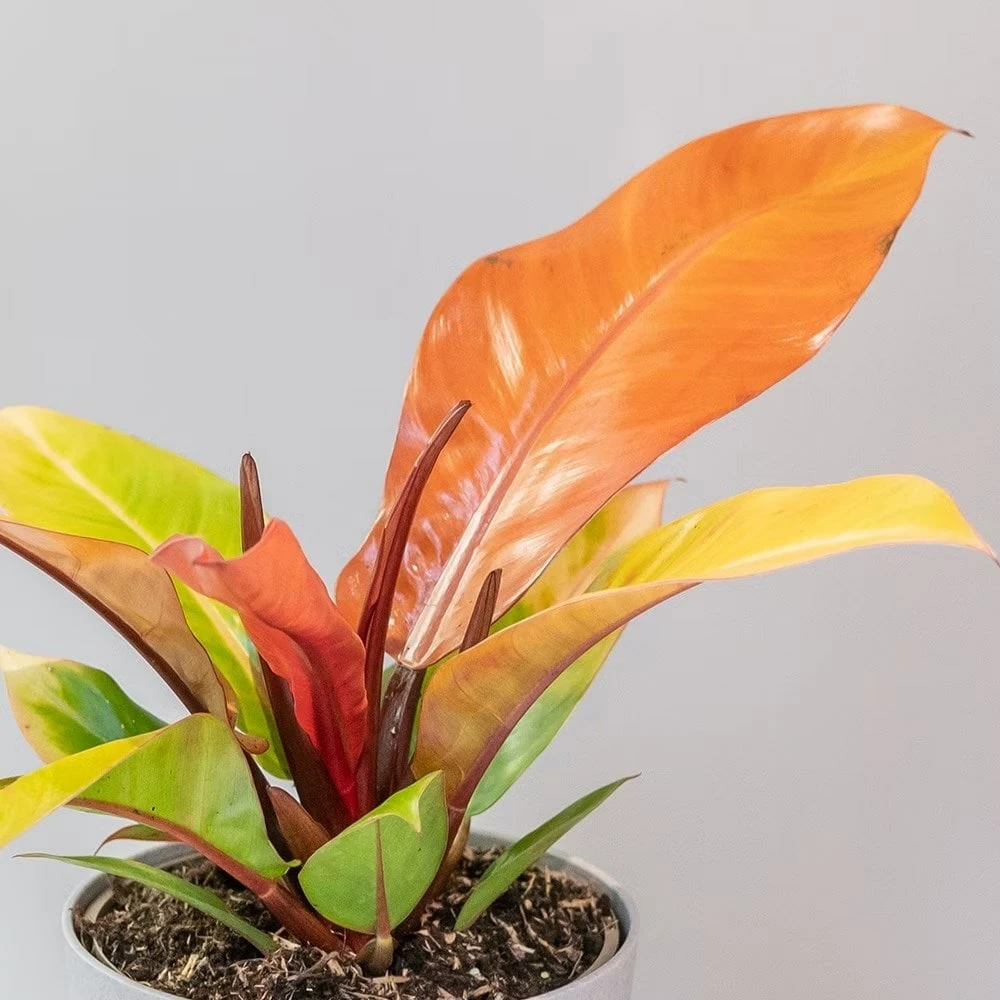 Philodendron 'Prince Of Orange' 6 Philodendron 'Prince Of Orange' - Image 4