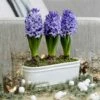 Scented Blue Hyacinths In A Ceramic Bowl -plant store pl2000035859