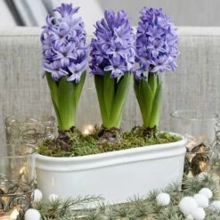 Scented Blue Hyacinths In A Ceramic Bowl -plant store pl2000035859 card3 lg