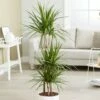Dracaena Marginata -plant store pl2000035885