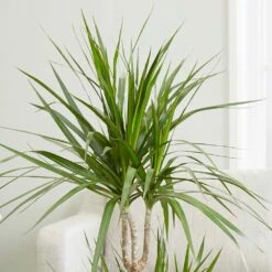Dracaena Marginata -plant store pl2000035885 card3 lg