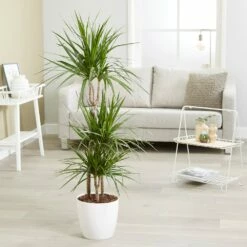 Dracaena Marginata -plant store pl2000035885 card4 lg