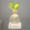 Hydroponic Clusia Rosea 'Princess' (PBR) And LED Light -plant store pl2000035890