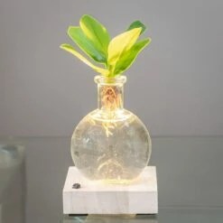 Hydroponic Clusia Rosea 'Princess' (PBR) And LED Light