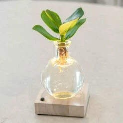 Hydroponic Clusia Rosea 'Princess' (PBR) And LED Light 9 Hydroponic Clusia Rosea 'Princess' (PBR) And LED Light -plant store pl2000035890 card3 lg