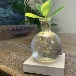 Hydroponic Clusia Rosea 'Princess' (PBR) And LED Light 10 Hydroponic Clusia Rosea 'Princess' (PBR) And LED Light -plant store pl2000035890 card4 lg