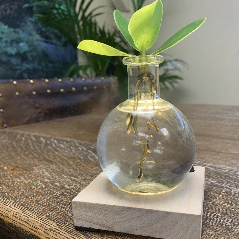 Hydroponic Clusia Rosea 'Princess' (PBR) And LED Light 6 Hydroponic Clusia Rosea 'Princess' (PBR) And LED Light - Image 4