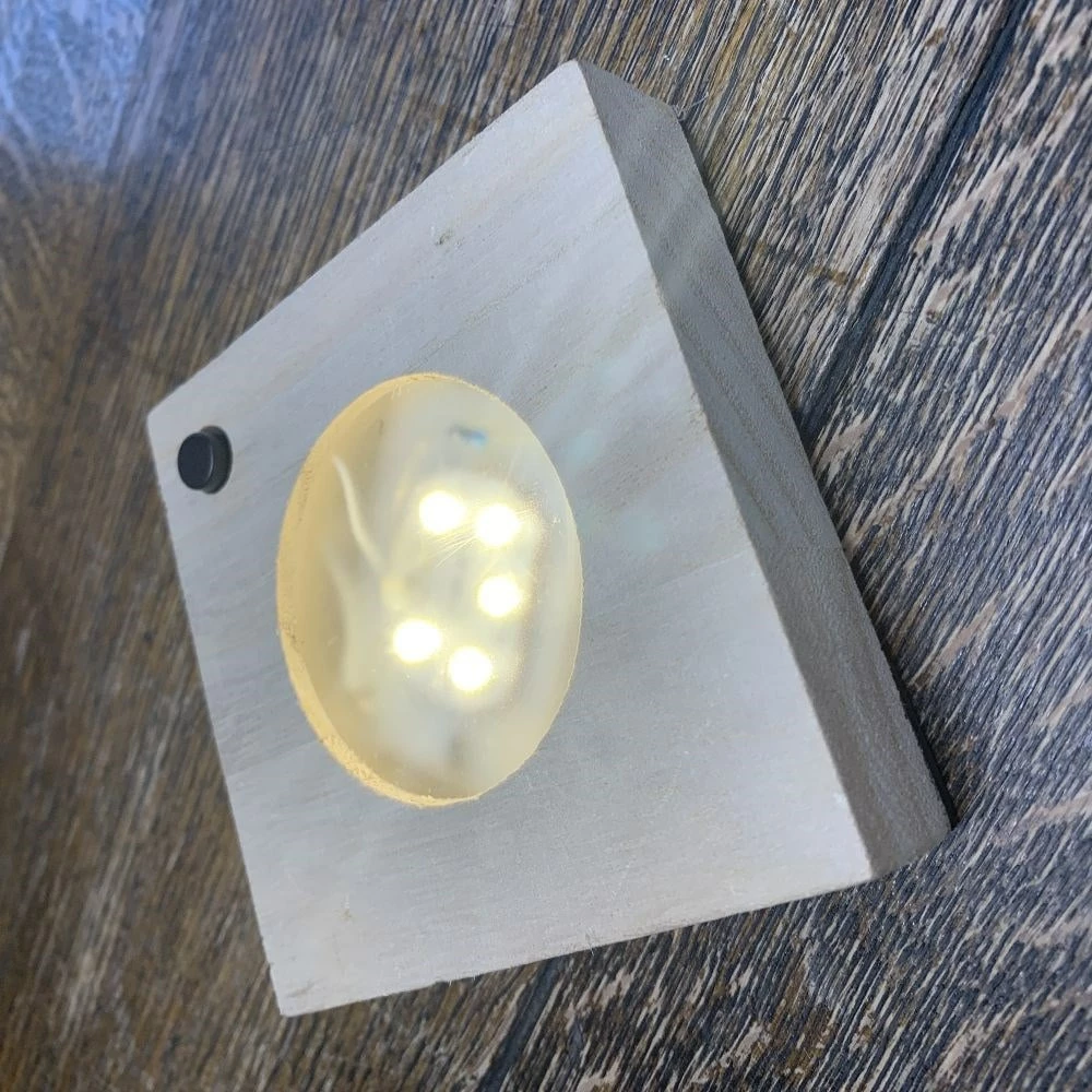 Hydroponic Clusia Rosea 'Princess' (PBR) And LED Light 7 Hydroponic Clusia Rosea 'Princess' (PBR) And LED Light - Image 5