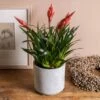 Vriesea 'Astrid' -plant store pl2000035902