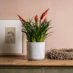 Vriesea 'Astrid' 7 Vriesea 'Astrid' -plant store pl2000035902 card3 lg