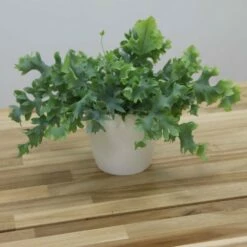 Phlebodium Aureum Davana ('Raadphle01') 7 Phlebodium Aureum Davana ('Raadphle01') -plant store pl2000035912 card3 lg