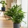 Spathiphyllum 'Sweet Lauretta' (PBR) 1 Spathiphyllum 'Sweet Lauretta' (PBR) -plant store pl2000035913