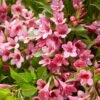 Weigela Picobella Rosa ('Tvp2') (PBR) 2 Weigela Picobella Rosa ('Tvp2') (PBR) -plant store pl2000036122