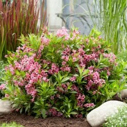 Weigela Picobella Rosa ('Tvp2') (PBR) -plant store pl2000036122 card2 lg