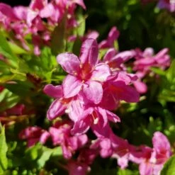 Weigela Picobella Rosa ('Tvp2') (PBR) -plant store pl2000036122 card3 lg