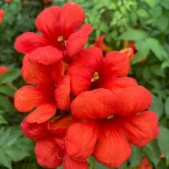 Campsis × Tagliabuana Summer Jazz Fire Trumpet ('Takarazuka Fresa') (Summer Jazz Series) (PBR)