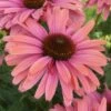 Echinacea SunSeekers Rainbow ('IFECSSRA') (PBR) (SunSeekers Series) 1 Echinacea SunSeekers Rainbow ('IFECSSRA') (PBR) (SunSeekers Series) -plant store pl2000036167