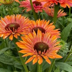 Echinacea SunSeekers Rainbow ('IFECSSRA') (PBR) (SunSeekers Series) 11 Echinacea SunSeekers Rainbow ('IFECSSRA') (PBR) (SunSeekers Series) -plant store pl2000036167 card4 lg