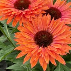 Echinacea SunSeekers Rainbow ('IFECSSRA') (PBR) (SunSeekers Series) 12 Echinacea SunSeekers Rainbow ('IFECSSRA') (PBR) (SunSeekers Series) -plant store pl2000036167 card5 lg