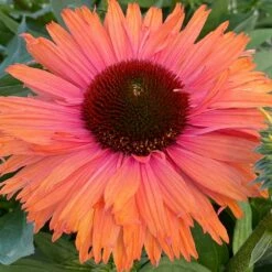 Echinacea SunSeekers Rainbow ('IFECSSRA') (PBR) (SunSeekers Series) 13 Echinacea SunSeekers Rainbow ('IFECSSRA') (PBR) (SunSeekers Series) -plant store pl2000036167 card6 lg