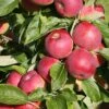 Apple Eden ('Sjca38r6a74') 2 Apple Eden ('Sjca38r6a74') -plant store pl2000036193