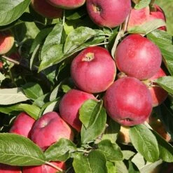 Apple Eden ('Sjca38r6a74')
