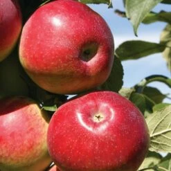 Apple Eden ('Sjca38r6a74') -plant store pl2000036193 card3 lg