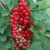 Redcurrant 'Jonkheer Van Tets' -plant store pl2000036213