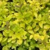 Ligustrum Ovalifolium 'Lemon And Lime' 1 Ligustrum Ovalifolium 'Lemon And Lime' -plant store pl2000036216