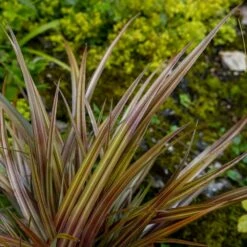 Astelia Nervosa 'Westland' -plant store pl2000036243 card2 lg