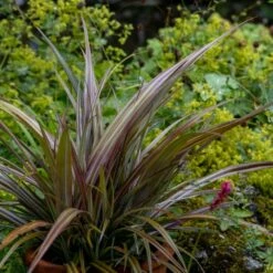 Astelia Nervosa 'Westland' -plant store pl2000036243 card3 lg