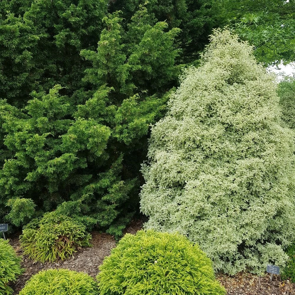 Pittosporum Tenuifolium 'Silver Queen' 4 Pittosporum Tenuifolium 'Silver Queen' - Image 2