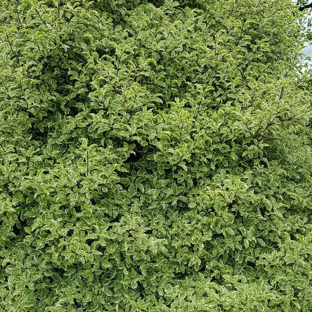 Pittosporum Tenuifolium 'Silver Queen' 5 Pittosporum Tenuifolium 'Silver Queen' - Image 3