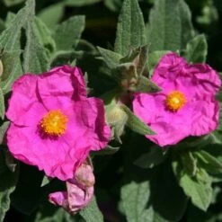 Cistus × Pulverulentus 'Sunset'