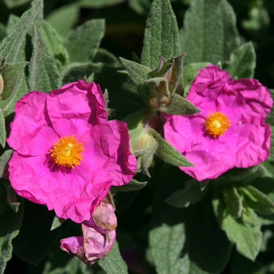 Cistus × Pulverulentus 'Sunset' 3 Cistus × Pulverulentus 'Sunset'