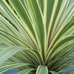 Cordyline Australis 'Torbay Dazzler'