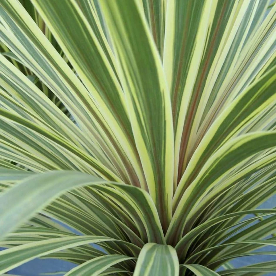 Cordyline Australis 'Torbay Dazzler' 3 Cordyline Australis 'Torbay Dazzler'