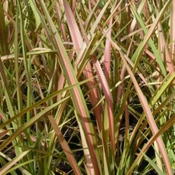 Phormium 'Jester' -plant store pl2000036259 card2 lg