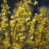 Forsythia × Intermedia 'Goldrausch' 1 Forsythia × Intermedia 'Goldrausch' -plant store pl2000036293