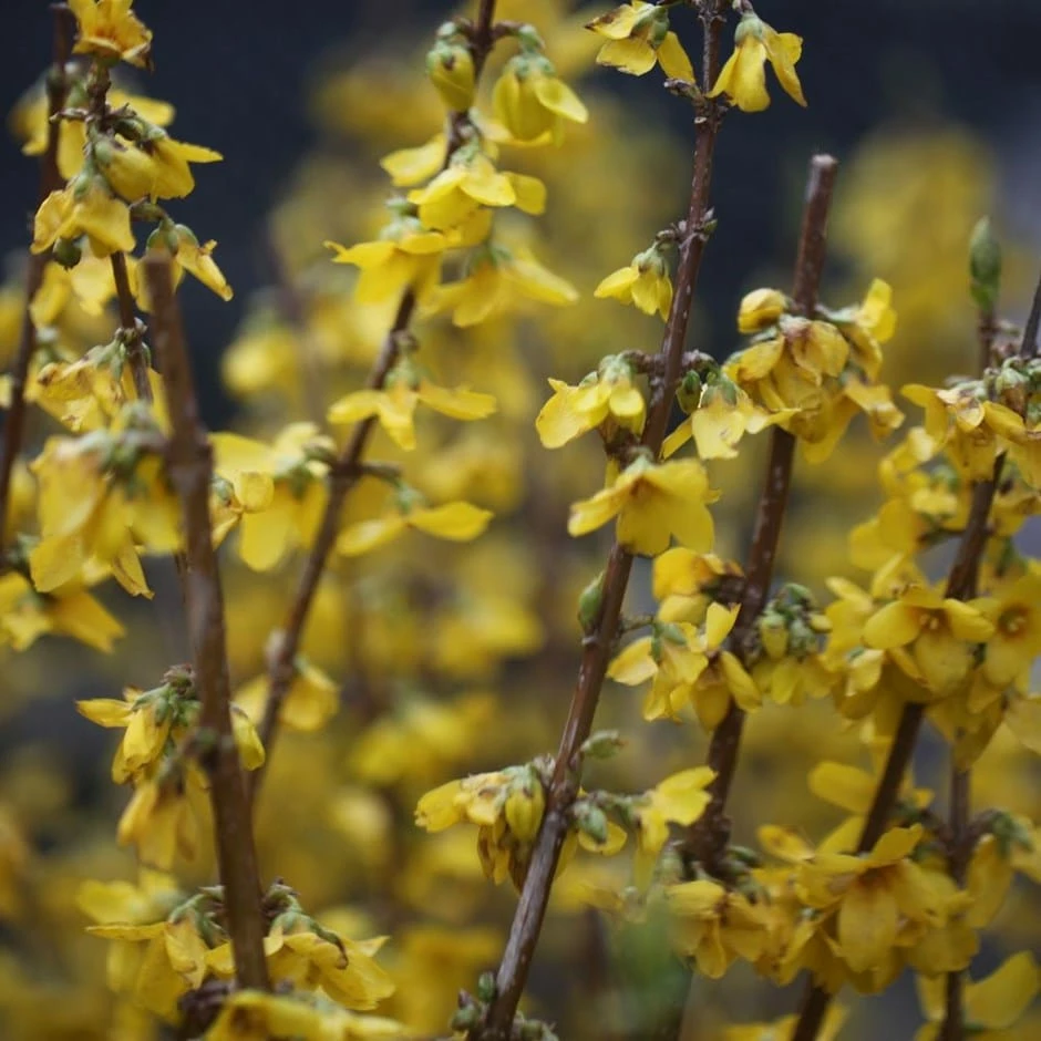 Forsythia × Intermedia 'Goldrausch' 3 Forsythia × Intermedia 'Goldrausch'