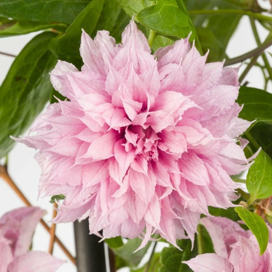 Clematis Multi Pink ('ST17333') (PBR) 3 Clematis Multi Pink ('ST17333') (PBR)