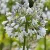 Agapanthus Fireworks ('Mdb001') -plant store pl2000036399