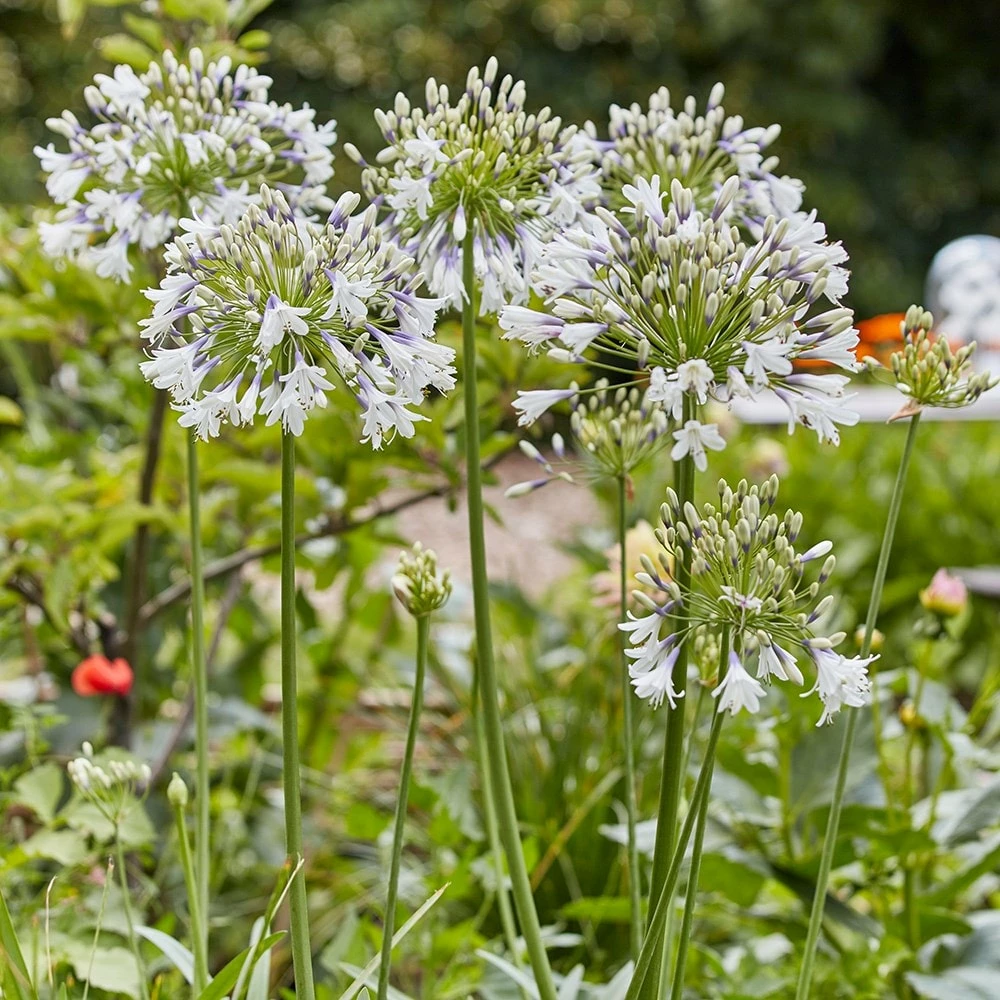 Agapanthus Fireworks ('Mdb001') 4 Agapanthus Fireworks ('Mdb001') - Image 2
