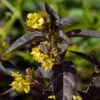 Lysimachia Ciliata 'Firecracker' 1 Lysimachia Ciliata 'Firecracker' -plant store pl2000036783