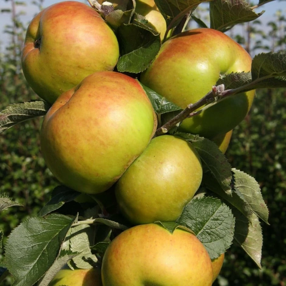 Apple 'Bramley 20' 3 Apple 'Bramley 20'