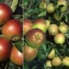 Apple 'Cox's Self Fertile' / 'Fiesta' / 'Hereford Russet' 2 Apple 'Cox's Self Fertile' / 'Fiesta' / 'Hereford Russet' -plant store pl2000036806