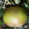 Apple 'Egremont Russet' -plant store pl2000036807