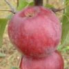 Apple 'Spartan' 2 Apple 'Spartan' -plant store pl2000036812